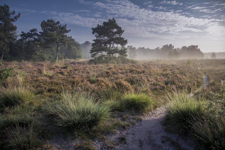Voorkant Rucphense heide