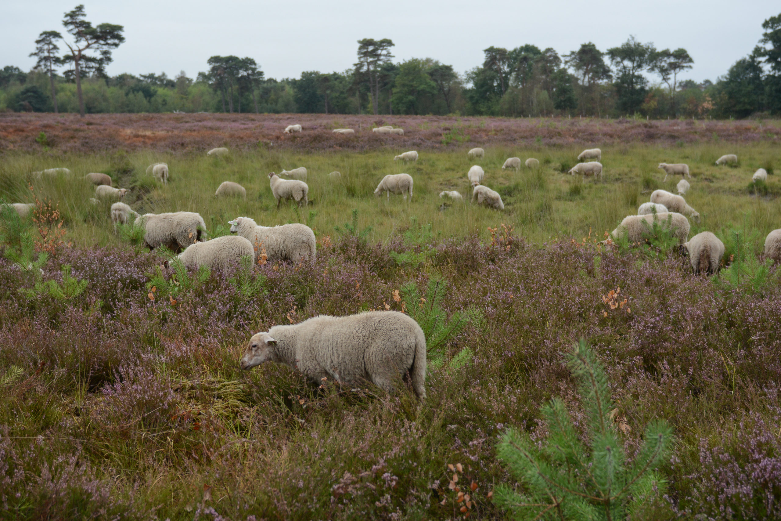 Strijbeekse heide in grensland De Baronie