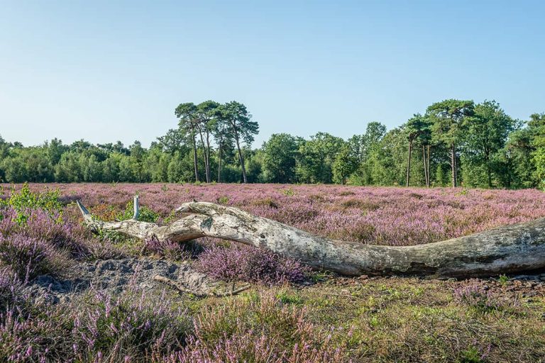 Strijbeekse heide in grensland De Baronie