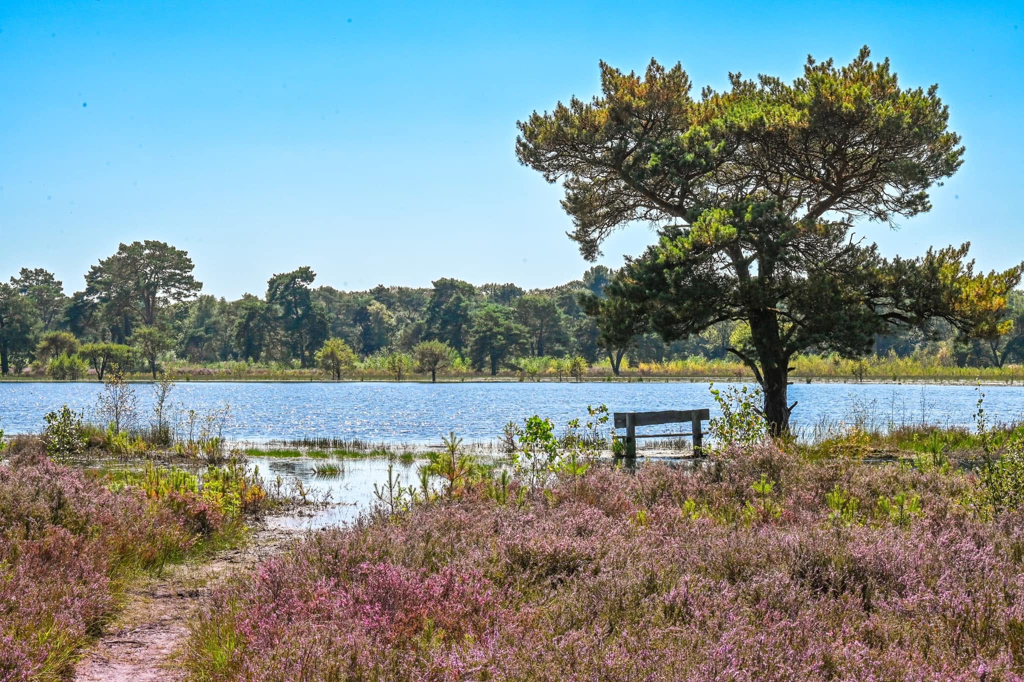 Strijbeekse heide