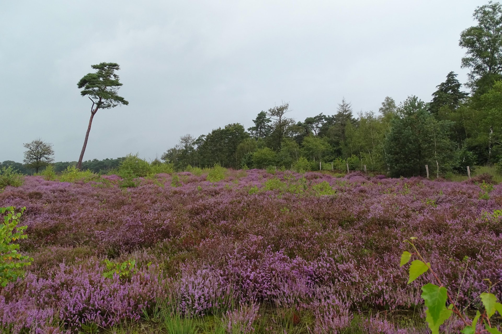 Strijbeekse heide